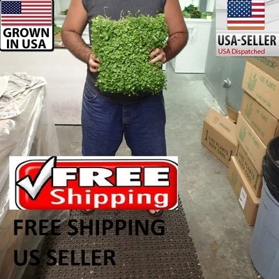 HUGE BIG Pennywort Mat carpet wall Easy Aquarium aquascaping planted tank