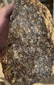 Turtilla Agate Rough 3 Pounds 2 Ounces - Imagen 1 de 8