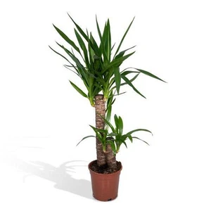 Palmlilie - Yucca Elephantipes - Zimmerpflanze - Ø17cm - ↕85cm - Bild 1 von 8