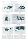 1930 Antique Print Fine Art Cecil Aldin Etcher Dog Studies 198