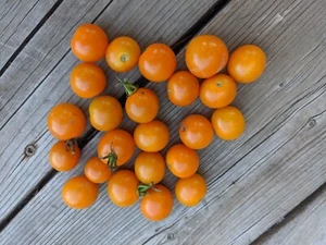 SEED- from Sungold Cherry Tomato- Sweet Prolific Orange Beauties- Early Harvest - Picture 1 of 4