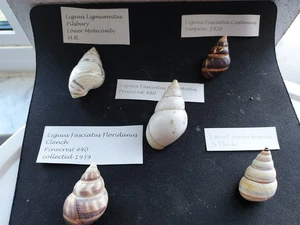 #B100 Lot of 5 better Liguus land snail shells with info tags approx. 37-53mm - Picture 1 of 2