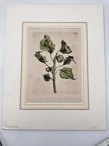 Orig. 18. Jh. Maria Sibylla Merian XLII Botanischer Teller - Bild 1 von 5