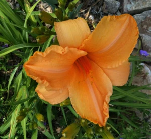 Daylily RUFFLED APRICOT hemerocallis Perennial ~ DF or 2 Plants - Picture 1 of 2