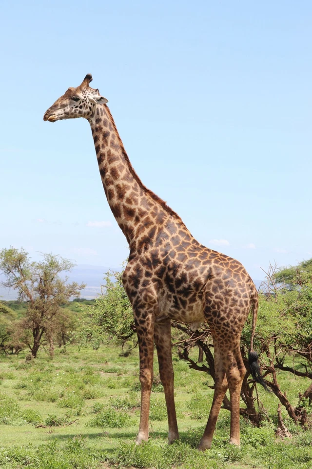 Giraffe Wild African Serengueti Safari Animal Glossy Poster Picture Photo Print  - Image 1 of 1