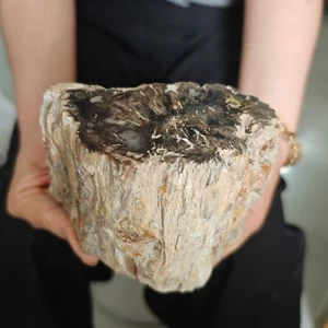 Segmento Madera Petrificada Cristal Natural 2.97LB Decoración - Imagen 1 de 11