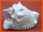 Large Natural Conch Hornet Sea Shell Long 95