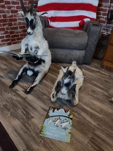 Real Beautiful Billy Goat Taxidermy Mount - Picture 1 of 10