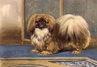 Pekingese - CUSTOM MATTED - Dog Art Print - Megargee 
