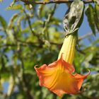 T&M Brugmansia Flowers Angels Trumpet Tender Shrub 1x 9cm Pot OR Collection