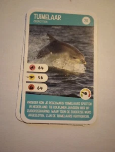 Tuimelaar Tursiops Truncatus - Picture 1 of 1