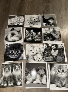 Keith Kimberlin Cat Kitten Dog Note Greeting Cards 12 Designs Blank & Envelopes - Picture 1 of 8