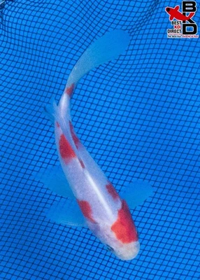 Estanque de jardín de peces dorados vivos SARASA COMET 6" 10/9 Foto 1 de 4