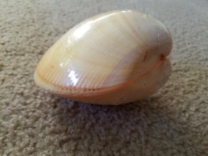Nemocardium Bechei 127 mm F+++/GEM ,BIG SIZE UNUSUAL YELLOW-ORANGE. - Picture 1 of 5