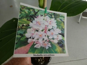 Exotic. Collectable. Medinilla sieboldiana. 100mm pot #2 - Picture 1 of 7