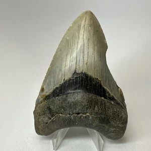 Megalodon Shark Tooth 4.23 Inch - Beautiful - Feeding Damage - Authentic 19758 - Picture 1 of 8