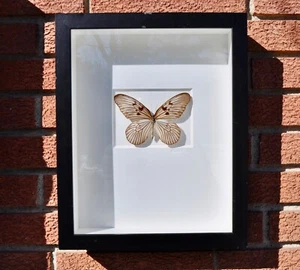 Christopher Marley CHAMPAGNER REISPAPIER SCHMETTERLING - Bild 1 von 11