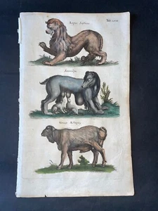 MERIAN - FOLIO MONSTER WOLF PL.58 - GRABADO ORIGINAL IMPRESO 1650 1ª EDICIÓN - Imagen 1 de 1