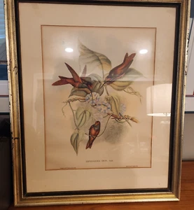 RARE VINTAGE John Gould Hummingbird Lithographs 25X21 FRAMED UNDER GLASS - Picture 1 of 1