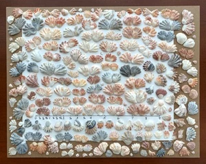 253 gattini gattino conchiglie 1,25" spiaggia gattino zampa conchiglia artigianale arte mista SV USA - Foto 1 di 13