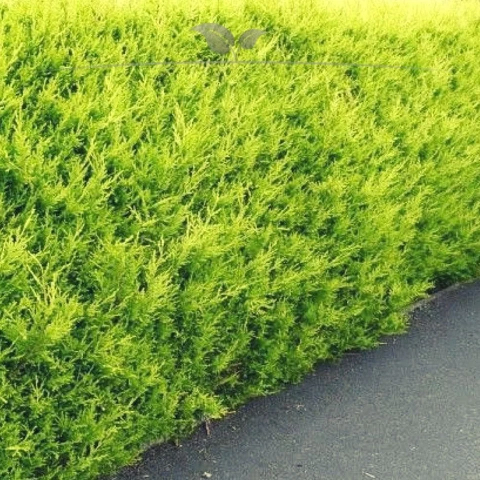 Gelbe Scheinzypresse Chamaecyparis 120-140 cm. Ab 3 Heckenpflanzen. Winterhart - Bild 1 von 1