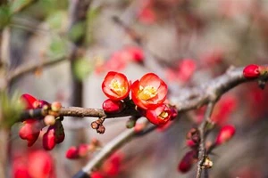 Chaenomeles 'Crimson and Gold', Zierquitte, rot-gelb, 40–60 cm - Bild 1 von 4