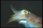 210011 Cuttlefish Kimbe Bay Papua New Guinea A4 Photo Print