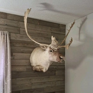 Large Caribou Mount - Sneak Shoulder Mount Taxidermy - Picture 1 of 2