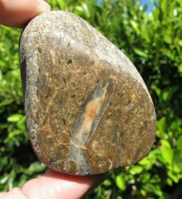 Coquina Petrified Seashells Fossils Surf Tumbled 7.7 oz Mineral Display - Image 1 of 4