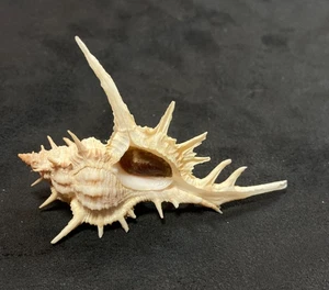 MURICIDAE Siratus Formosus 70.80mm Bahia State, Brazil - Elegant Shell! - Picture 1 of 5