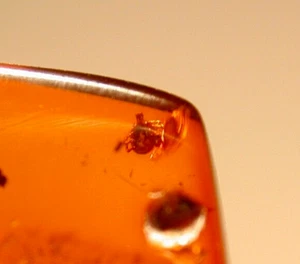 Super seltene harte Zeckenlarve Ambylomma in dominikanischem Bernstein Fossil Edelstein - Bild 1 von 12