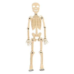 Biological Teaching Human Skeleton Model STEM Kits interactive Q&A - Picture 1 of 12