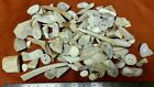 4.5 Pounds of Whitetail Deer Antler Remnants, Buttons, tines, tips from Sheds 