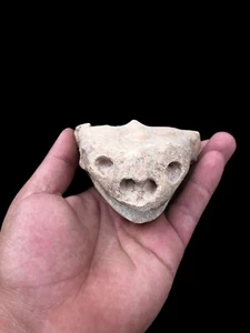 Bebe Turtle Aquatic Fossilized Specmen Jurassic Prehistoric Creatceous Peroid - Picture 1 of 6