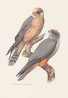 Sokół czerwonostopy Falco vespertinus kolorowy druk z 1958 roku Abendfalk Falcon Falken Falk