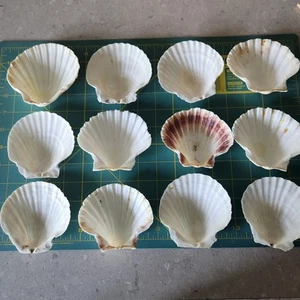 Set  of 12 Vintage Natural Scallop Clam Shells  Baking Food Display Crafts - Picture 1 of 17