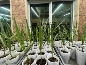 4 Mexican Fan Palm Tree Seedlings 1+ Year Old Washingtonia Robusta - Picture 1 of 7