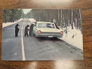 Postal de colección del Parque Nacional de Yellowstone Los Tres Osos Black Bear Cubs & Car - Imagen 1 de 2