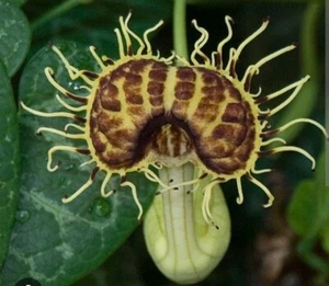Pianta Aristolochia fimbriata - Picture 1 of 2