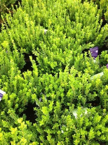 Baby Jade Boxwood (Buxus microphylla VAR. Japonica 'Grejade' PP26656) - Image 1 of 1