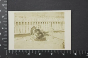Tom Türkei am weißen Lattenzaun RPPC unbespielte Postkarte Vintage 175 - Bild 1 von 2