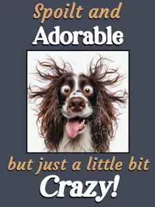 Sprocker Springer Springer Spaniel Brown Crazy Dog Gift Funny Fridge Magnet - Picture 1 of 3