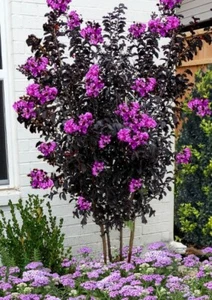 Lavender Skies Thunderstruck  Crape Myrtle Starter Lagerstroemia STARTER Plant - Picture 1 of 14