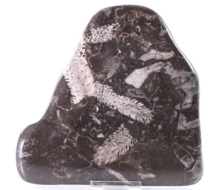 Fossil Superb Coral and Bryozoan 5.55" Plate Devonian Issoumour Morocco COA 5869 - Picture 1 of 9