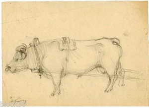 OX signed drawing by Russian artist A.M.Gromov (page from the album) - Picture 1 of 1