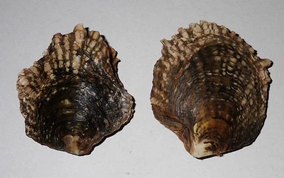 66 ,  76 mm GREAT Pinctada Margaritifers Oyster Seashell #AK3 Phi-Phi Island - Image 1 of 4