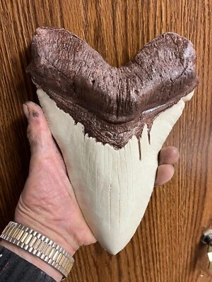 NEW MASSIVE megalodon tooth replica 9" CONVERSATION PIECE LIGHT BROWN ROOT  - Image 1 of 4