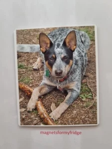 AUSTRALIAN CATTLE DOG / BLUE HEELER FRIDGE MAGNET - M605 F - Picture 1 of 1