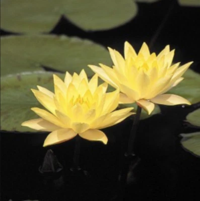 Large Size Pink or Yellow Water Lily Tuber Well Rooted Live Plant Winter Hardy - Image 1 of 4