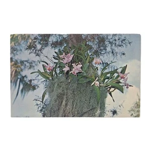 Hermosa postal de ciprés jardines árbol orquídea flor Florida de colección sin enviar - Imagen 1 de 2